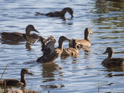 картинки : утка, Водяная птица, клюв, Водоплавающих птиц, Утки, geese and  swans, воды, Дикая природа, Унылый, крыло, перо, морские птицы, кряква,  домашний скот, Слияние 4630x3091 - - 1510505 - красивые картинки - PxHere