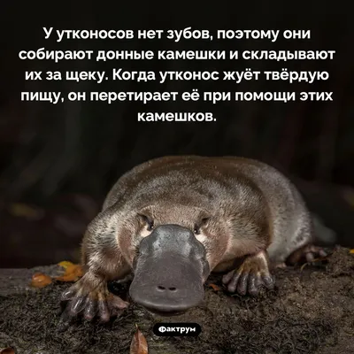 Любовь и утконосы • Анна Казнадзей • Научная картинка дня на «Элементах» •  Зоология, Генетика