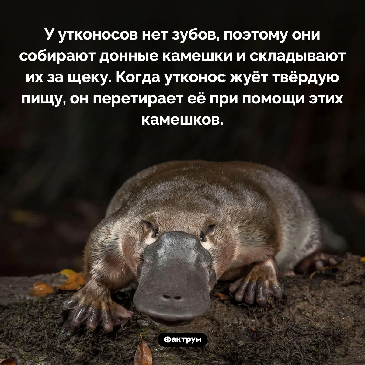 Любовь и утконосы • Анна Казнадзей • Научная картинка дня на «Элементах» • Зоология, Генетика Любовь и утконосы • Анна Казнадзей • Научная картинка дня на «Элементах» • Зоология, Генетика