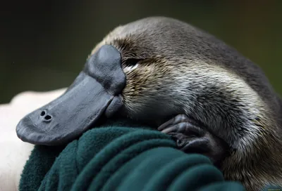 животное мультфильм нарисован вручную утконос Platypus утконос PNG ,  животное, австралийский животных, мультфильм животных PNG картинки и пнг  рисунок для бесплатной загрузки