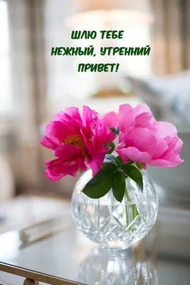 Купить «Утренний привет» с доставкой в Комсомольске-на-Амуре - «Амстердам»