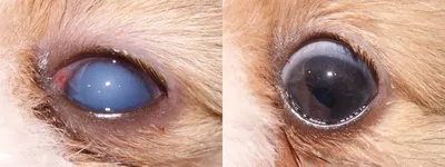 Ветеринарная скорая помощь ZooHelp - Красные глаза у собаки Покрасневшие  белки глаз у собаки могут быть как нормой, так и патологией. Если питомец  не принадлежит к породам, для которых это явление нормальное,
