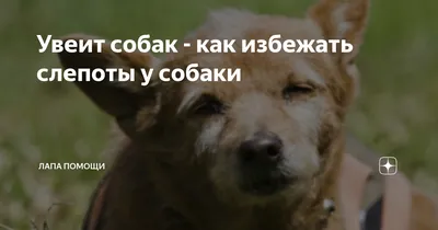 Глаукома у собак ▻ Фото ✓ Диагностика ✓ Терапия ✓ Микрохирургия ✓ Стационар  ✓ Анестезиология ✓ Цены ✓ Специалисты ✓ Дипломы и сертификаты ✓ Отзывы ✓  Советы ✓ Записаться ✓ Москва ✓ Свиблово ✓ Коньково ✓ Измайловская