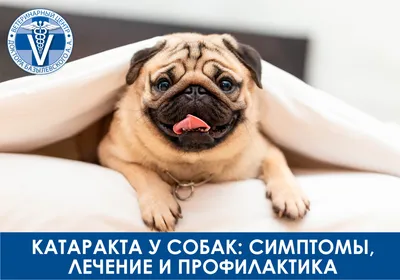 Заболевания глаз у собак и кошек Мир хвостатых - журнал о домашних питомцах.