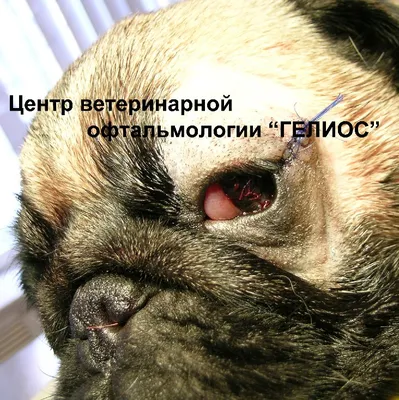 Краткое руководство по изменениям роговицы у собак и кошек | Блог о  непрерывном ветеринарном обучении VETgirl