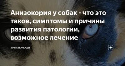Катаракта у собаки: причины, симптомы и лечение | Royal Canin UA