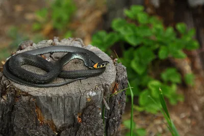 Обыкновенный уж, Natrix natrix, Grass Snake | МО, Лосиный ос… | Oleg  Nabrovenkov | Flickr