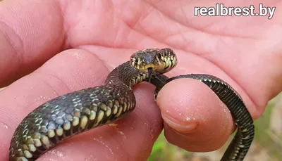 Колхидский уж (Natrix megalocephala)