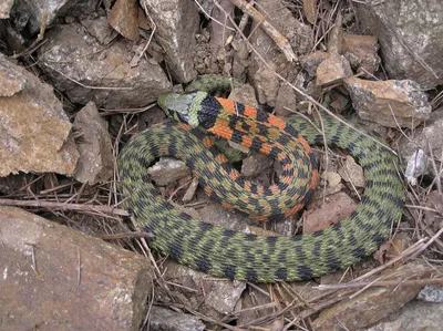 Свиноносый уж Heterodon nasicus ( Anaconda) купить в Планете экзотики