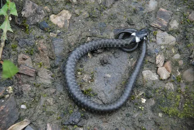 Свиноносый уж \"Heterodon nasicus\" (морфа Anaconda) купить в Москве по цене  7 500 руб. в интернет-магазине ExoLife