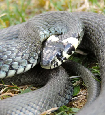 Свиноносый уж \"Heterodon nasicus\" (морфа Super Anaconda) купить в Москве по  цене 19 500 руб. в интернет-магазине ExoLife