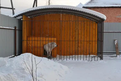 Найдена худая собака Алабай, отправлена в приют (г.Подольск) | Pet911.ru