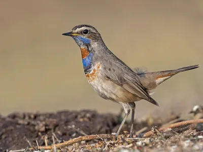 Птица Варакушка (Luscinia svecica): фото и описание