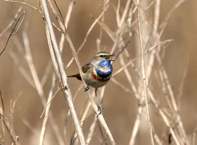 Bluethroat ,Варакушка - Luscinia svecica. Фотограф Евгений