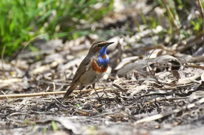 Варакушка - eBird