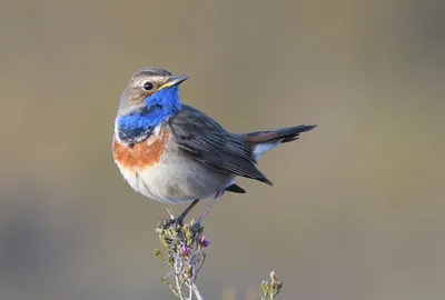 Варакушка (azuricollis) - eBird