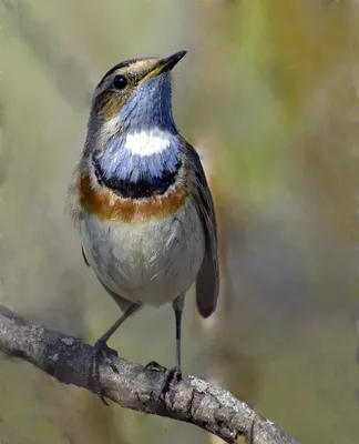 Варакушка (Luscinia svecica). Птицы Сибири.