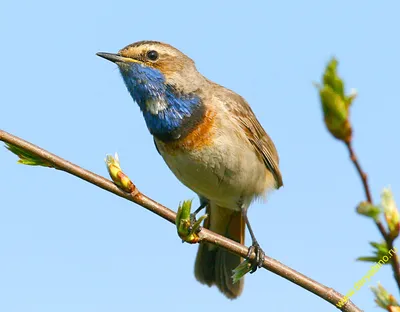 Фотогалерея - Птицы (Aves) - Варакушка (Luscinia svecica) - Природа  Республики Мордовия