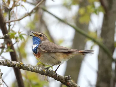 Варакушка — Luscinia svecica (Linnaeus, 1758) — Птичка певчая