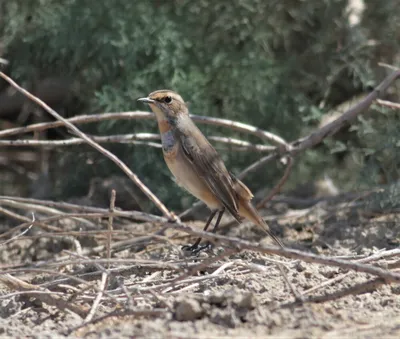 Изучаем птиц России. Варакушка // Birds of Russia. Bluethroat - YouTube