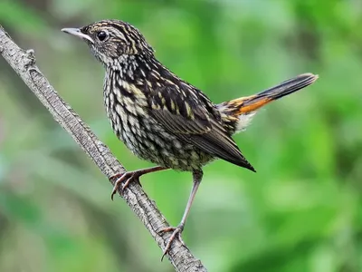 Варакушка (Luscinia svecica). Птицы Европейской России.