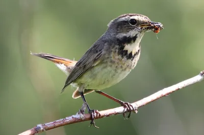 Варакушка (Luscinia svecica)