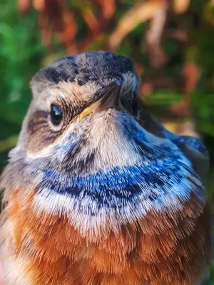 Варакушка (Luscinia svecica). Птицы Сибири.