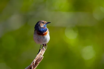 Молодая варакушка (Luscinia svecica)