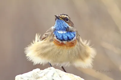 Bluethroat ,Варакушка - Luscinia svecica. Фотограф Евгений