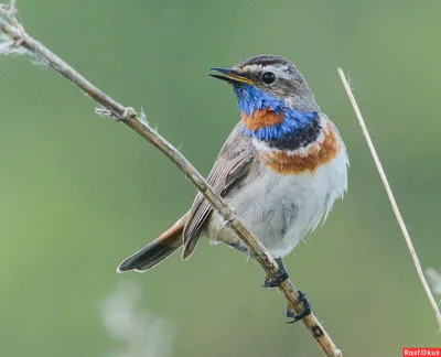 Варакушка Luscinia svecica Bluethroat