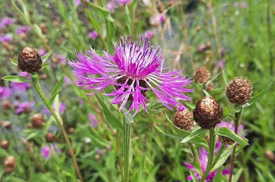 Василёк луговой (Centaurea jacea)