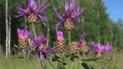 Василек луговой (Centaurea jacea L.)