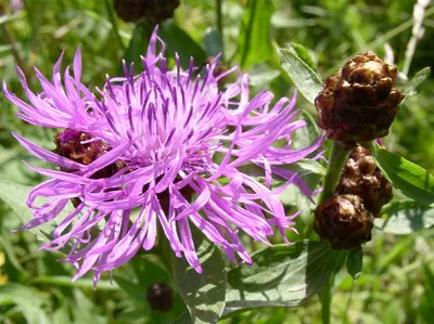 📷 Василек луговой, Centaurea jacea L.