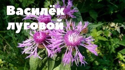 Василёк луговой макросъёмка» — создано в Шедевруме