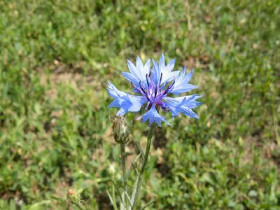 MW0444603, Centaurea jacea (Василек луговой), specimen