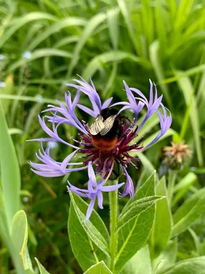 Centaurea jacea L. - Василёк луговой