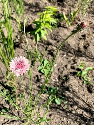 Василёк луговой (Centaurea jacea)