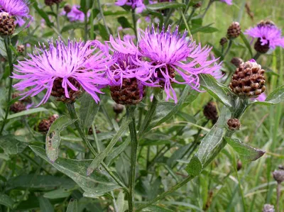 Centaurea jacea L. - Василёк луговой