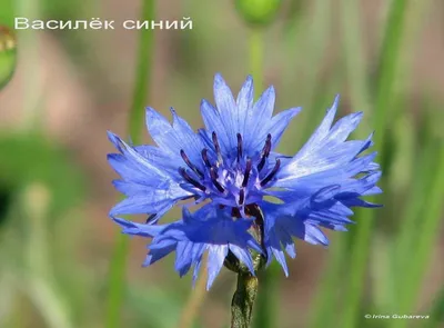 Васильки картинки фотографии