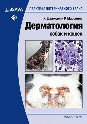 Атопический дерматит у собак: причины, симптомы и методы лечения