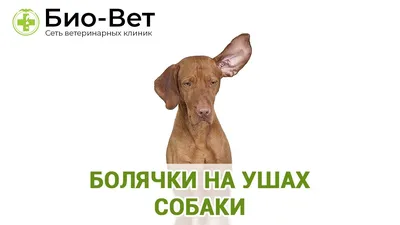 Блог | PetDog