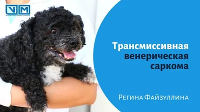 Перелом у собаки 🐶 симптомы и лечение переломов таза, ног, позвоночника,  бедра