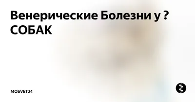 Где и как искать своему питомцу пару — Ozon Клуб