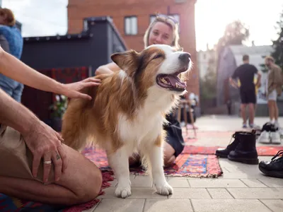 Болезни собак и их симптомы 🐶 – лечение и профилактика – ProPlan.ru