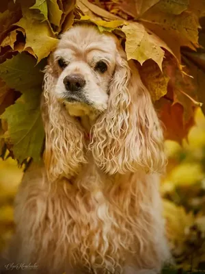 Cavalier King Charles Spaniel вязки | Russia | www.cavalierking.ru