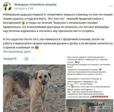 Подари Надежду (Кошкин Дом) on Instagram: \"У алкашей заживо гниет собачка,  возможно венсаркома ( был аналогичный случай недавно) может кто то  возьмется за животное? 8962 295-02-95\"