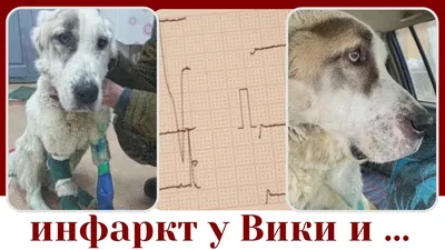 Пёс Стив с венсаркомой из кошачьего Чернушенского приюта. Болезнь  побеждена? | ирина деккер | Дзен