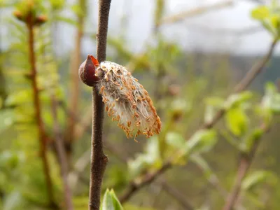 Ива остролистная (Верба) (Salix acutifolia) - описание сорта, фото,  саженцы, посадка, особенности ухода. Дачная энциклопедия.