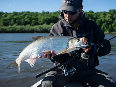 Верхогляд обыкновенный - В - Реальная русская рыбалка на 1505 рыб - World  of Fishers