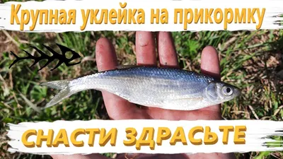 Вылов рыбы - Украина сократила добычу рыбы и морепродуктов — УНИАН